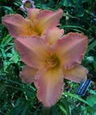 Ruffles Elegante
